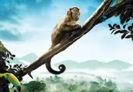Amazonia 3D