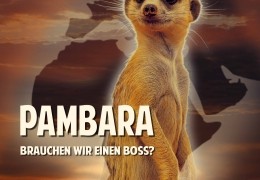 Pambara - Brauchen wir einen Boss