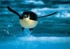 Deep Blue: Hpfender Pinguin