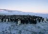 Die Reise der Pinguine  Kinowelt Filmverleih GmbH