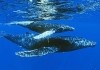 Eine Buckelwalmutter und ihr Junges auf ihrer Reise...orden
