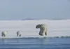 Die Eisbärin mit ihrem Nachwuchs unterwegs im Reich...Eis.