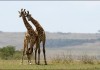Auch bei Giraffe scheint jeder nnherungsversuch...ppen.