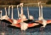 Prchtige Flamingos suchen mit Balzgebrden die...ngen.