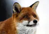 Der Fuchs und das Mädchen