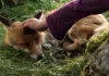 Der Fuchs und das Mädchen