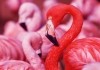 Flamingos – in VINETA eine Parabel fr das...leben