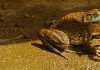 Manda Bala: Cannibal Frogs