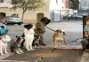 Das Hundehotel
