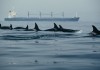 Eine Orca-Familie auf Futterjagd in der Meerenge von...irbt'