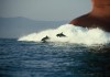 Delfine spielen vor den groen Tankern in der...irbt'