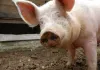 Die wilde Farm