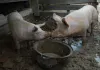 Die wilde Farm