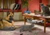 Cats & Dogs: Die Rache der Kitty Kahlohr (3D) -...ERINE
