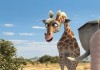 Konferenz der Tiere - Die Giraffe Gisela und Angie,...ndame