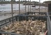 Bretonische Austern sterben wegen extremer...oney'