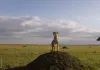 Im Reich der Raubkatzen