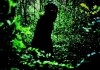 Uncle Boonmee Who Can Recall His Past Lives - Ein...Wald