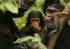 Jane's Journey - chimpansenbaby im Urwald in Gombe