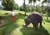 Chandani und ihr Elefant