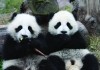Der Kleine Panda - Tagebuch eines Brenkindes