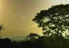 Almendro - Baum des Lebens