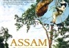Assam - Im Land der Bienenbume