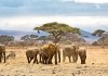 Afrika - Die Serengeti