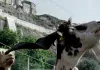 Le quattro volte