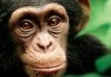 Schimpansen <br />©  Walt Disney Studios Motion Pictures Germany
