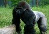 Naturzeit - Wilder Planet Erde: Afrika - Gorillas