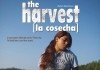 The Harvest/La Cosecha <br />©  2011 Shine Global