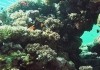 Faszination Korallenriff