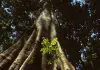 Amazonia - Abenteuer im Regenwald