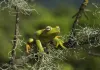 Amazonia - Abenteuer im Regenwald