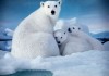 To the Arctic 3D <br />©  IMAX, MacGillivray Freeman Films, Warner Bros. Pictures