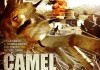 Camel Spiders <br />©  Sunfilm
