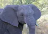 Wildlife Südafrika - Auf den Spuren von weißen Haien...Five
