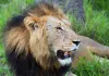 Wildlife Südafrika - Auf den Spuren von weißen Haien...Five