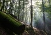 Unser Wald - Das grne Wunder