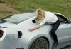Need for Speed - Julia (Imogen Poots)erweist sich als...rerin