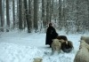 Winternomaden - Die Hirten fhren die Schafe durch...rung.