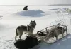 Happy People: Ein Jahr in der Taiga