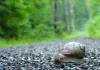 Slow - Langsam ist das neue Schnell - Ein Schnecken-Tag