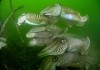 Die Nordsee - Unser Meer - Tintenfische wie diese...aren.