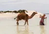 Spuren - Robyn Davidson (Mia Wasikowska) führt...zean.