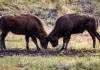 Weltnaturerbe USA - Yellowstone