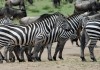 Wunder der Serengeti - Im Reich der Gnus