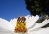 Bienen - Himmelsvolk in Gefahr