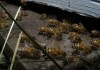 Bienen - Himmelsvolk in Gefahr
